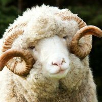 Jurynav (@jurynavthesheep) 's Twitter Profile Photo Jurynav (@jurynavthesheep) 's Twitter Profile Photo