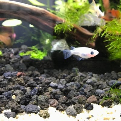 oki_medakalab's profile picture. 動物大好き｜YouTubeチャンネルは↓