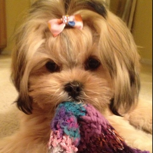 #cute #shorkie Pixie has moved she is a #California dog lost in #Québec