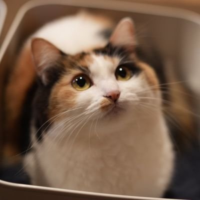 RNonigirimosuki's profile picture. 大阪→高知
ラグビー、一人旅、甘い物、動物