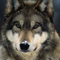 Anthony (@ant87269948) 's Twitter Profile