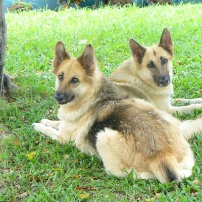 JuanDuran85's profile picture. JavaScript(Vue-Angular-Node-Nest) / Python