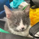 Sarah Feldberg - @Faffycat - Twitter