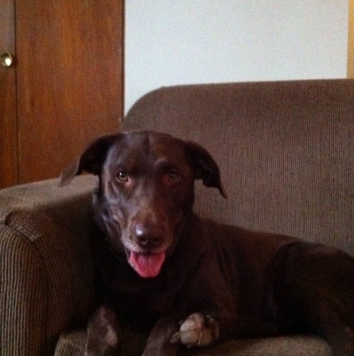 Browndog13's profile picture. Transplanted from the carribean to canada. Dad to Hunter,Alyssa Ava and Cruz. Husband to Heather. lab and gundog lover. laxer for life.