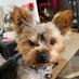 Alfie Bertie (@alfieduster) Twitter profile photo Alfie Bertie (@alfieduster) Twitter profile photo