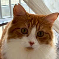 ぽ (@ponponitaai_) Twitter profile photo