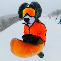 スナッフル❄️Snuffle Snows (@ss_b_sennenhund) 's Twitter Profile Photo