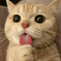 Ghera. (@ghera_r6) 's Twitter Profile