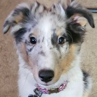 Sheltie Life (@mabney91066) 's Twitter Profile