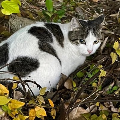 AlpacaNo2's profile picture. アルパカです