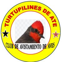 TURTUPILINES DE ATE (@turtupilines) 's Twitter Profile