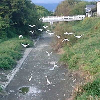 「君が代は 千代に八千代に さざれ石の巌(いはほ)となりて 苔のむすまで」『古今和歌集』巻七「読人知らず」より
君が代は素敵な国歌です。
私は一般国民で、特に政治家でも地元の有力者でもなんでもありません。ですが、今目を覚まし、立ち上がらないと2600年以上続いた国が滅んでしまう。
今こそ目覚めて、日本を立てなおそう。