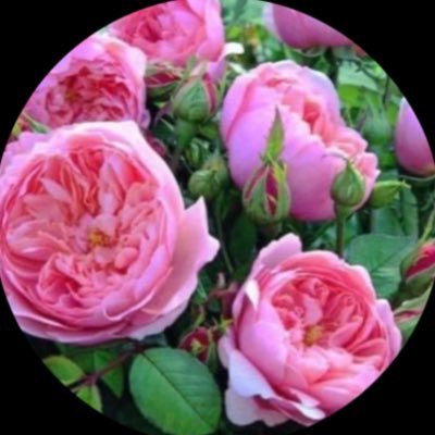 soyelena2's profile picture. 🇪🇸🇳🇮