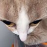 ne_tvoya_olivka's profile picture. Думка тільки надає світові подобу порядку - для тих слабких, що ймуть віри цьому спектаклю