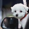 Gigzkik's profile picture. 🏳️‍🌈|FAN Account|•KARA•🖤💗•슈•AIM•GAL•CATE•PIKE | L&O |🐶🐶📸🍳🎨