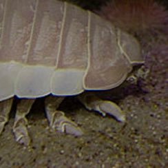 bugopedia's profile picture. poly!!!