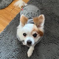Viktor Angel (@viktorchion) 's Twitter Profile
