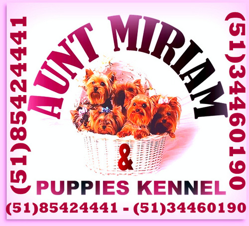 tia_miriam's profile picture. caniltiamiriam@gmail.com canil Aunt Miriam & Puppies Kennel criando as raças Yorkshires Terrier Shih Tzu Pug e Poodles