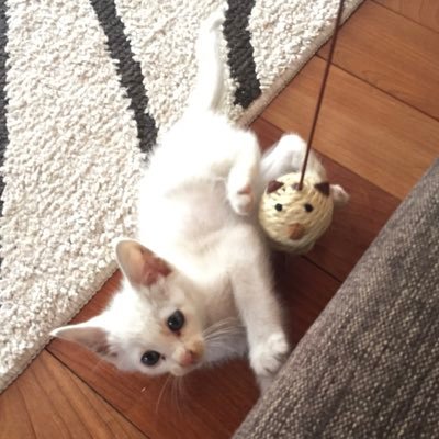 最近、主人が使っていないみたいだ… 代わりに吾輩が、変な『にんげん』の世界について徒然と書いていこうと思う… #ネコ #ネコ日記 #ネコのひとりごと #ネコの独り言 #ビジネス #格言 #にんげん #人間 #吾輩