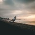 Pigeon.🕊️❤️ (@pigeonlover19) Twitter profile photo Pigeon.🕊️❤️ (@pigeonlover19) Twitter profile photo