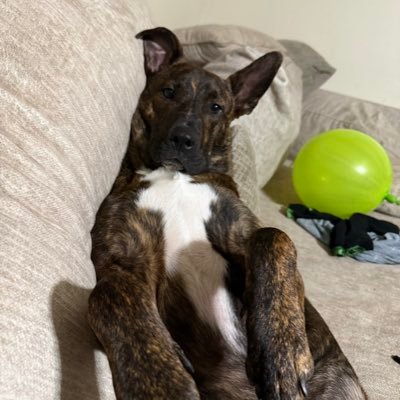 Stitzyy's profile picture. Cars. Hockey. Digital media.