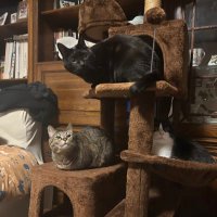 ルシ♡P&V&Z😸 (@pvm0721) 's Twitter Profile