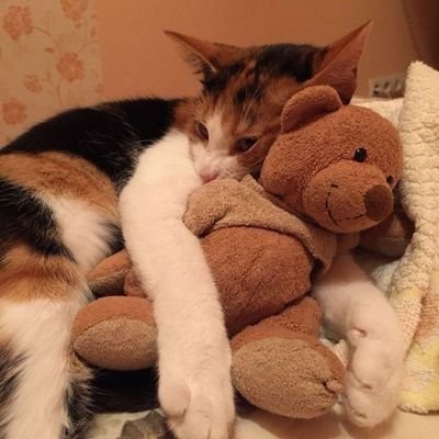 23333Xiaoy23960's profile picture. .