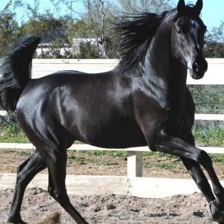 Darabianhorse's profile picture. Heart in the desert, bridging tradition and future with arabian horse