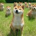 DOGES (@dogescto) Twitter profile photo DOGES (@dogescto) Twitter profile photo