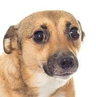 KuribuKun's profile picture. Your not-so-average boy living in an average world ⛩️🎋🌌 | Male | 26 | Hispanic/Native 🇺🇸🇲🇽 | Away at US Navy Boot Camp 🪖