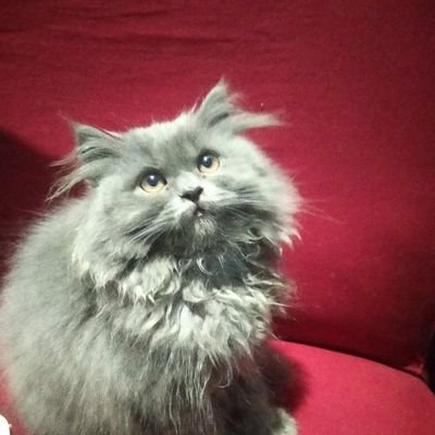 lrmptmss's profile picture. Cat Lover