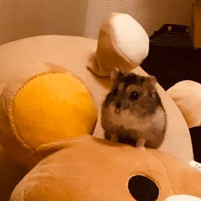 STakaneko1641's profile picture. 2003年、教育学修士、小学校2種、中高国語、高校書道専修免許、司書教諭取得、私立中高一貫校→通信制高校、2016年、言語聴覚士の国家資格を取得して、急性期→回復期リハビリ病棟で勤務。2019年〜現在、特別支援学校(知的)常勤講師。特支の免許は2種免許(肢体不自由、知的)を放送大学で取得。