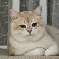 Jezza (@0xjezza) 's Twitter Profile