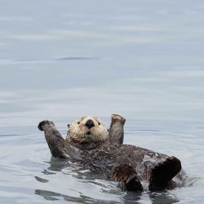 aogini__23's profile picture. にじさんじとあおぎり