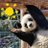 Pandada avatar
