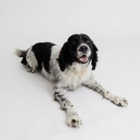 Benson the Springer 🌈 (@springer_fun) 's Twitter Profile
