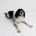 Benson the Springer ๐ (@springer_fun) Twitter profile photo Benson the Springer ๐ (@springer_fun) Twitter profile photo