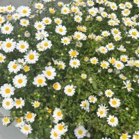 Doç. Dr. Işıl (@isildr22) 's Twitter Profile Photo