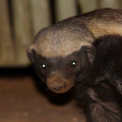 JCarnivore1776's profile picture. 1 Romans 18-32 ————————————————- You will be without excuse