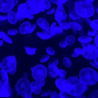 とでぃ (@toddyalcohol) Twitter profile photo