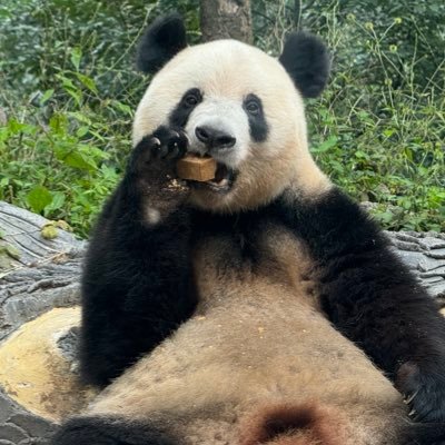 のんびりとね… 。中国・四川省⭐️都江堰:熊猫楽園、熊猫谷 ⭐️成都:成都熊猫繁殖基地 ⭐️雅安:碧峰峡熊猫基地 ⭐️臥龍:中華大熊猫苑🇨🇳台湾⭐️台北市立動物園🇹🇼⭐️エバーランド🇰🇷⭐️中文学习📖✍ 世界のパンダを見てみたい🐼🫶🌎