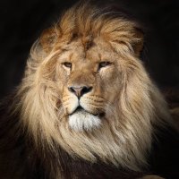 Dave (@daveamersfoort) 's Twitter Profile