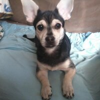 Ginny Liz (@ladysaccessory) 's Twitter Profile