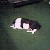 muttley (@muttleyashworth) Twitter profile photo muttley (@muttleyashworth) Twitter profile photo