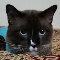 หม่าม๊าปิโย๊ะ&มามี๊หมาเด้น (fan account) (@wejov6jgrjupxov) 's Twitter Profile Photo หม่าม๊าปิโย๊ะ&มามี๊หมาเด้น (fan account) (@wejov6jgrjupxov) 's Twitter Profile Photo