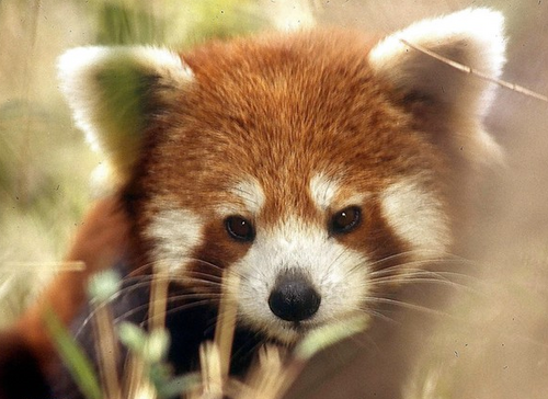 A red panda for you every single day!