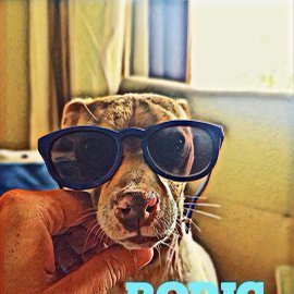 Buttowskixd's profile picture. Genero mejor comunicación con mis perros, que con humanos!