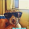 Buttowskixd's profile picture. Genero mejor comunicación con mis perros, que con humanos!