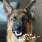 Wicked Dog (@wickeddog3) 's Twitter Profile