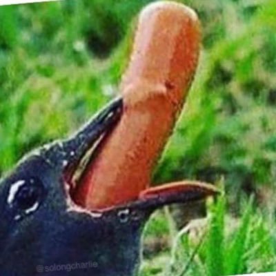 Rican here. sucking , getting sucked , getting my ass ate, or eating ass. Back & fourth between PA & Jersey